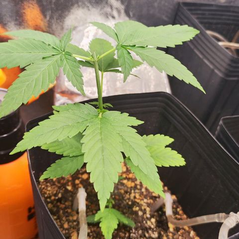 Bubblegummer  growlog photo: Poda Topping