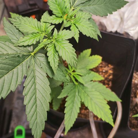 Bubblegummer  growlog photo: Adicionei um pouco de fert hoje, tô achando que é uma deficiência de nitrogênio, acompanhar.