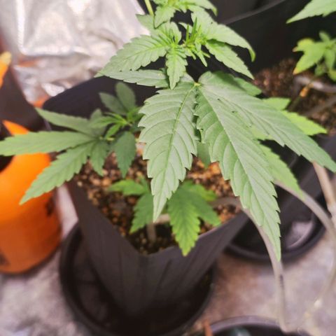 Bubblegummer  growlog photo: Adicionei um pouco de fert hoje, tô achando que é uma deficiência de nitrogênio, acompanhar.