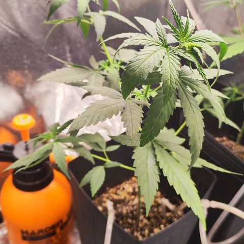 Bubblegummer  growlog timeline photo
