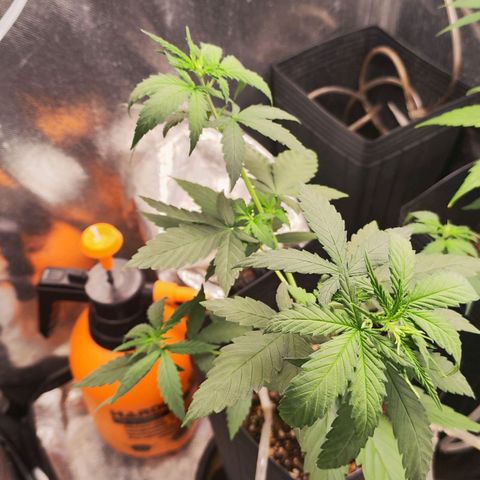 Bubblegummer  growlog timeline photo