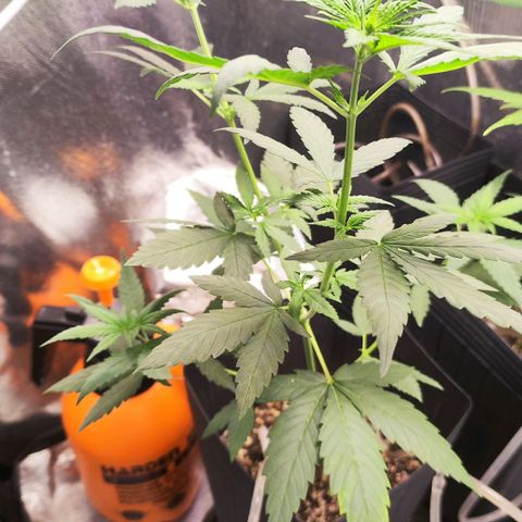 Bubblegummer  growlog timeline photo