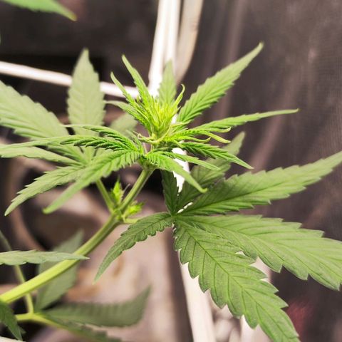 Bubblegummer  growlog timeline photo