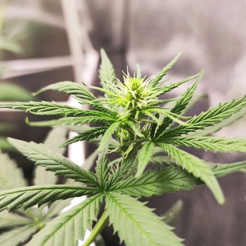 Bubblegummer  growlog timeline photo