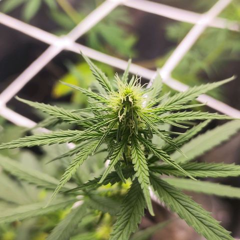 Bubblegummer  growlog timeline photo