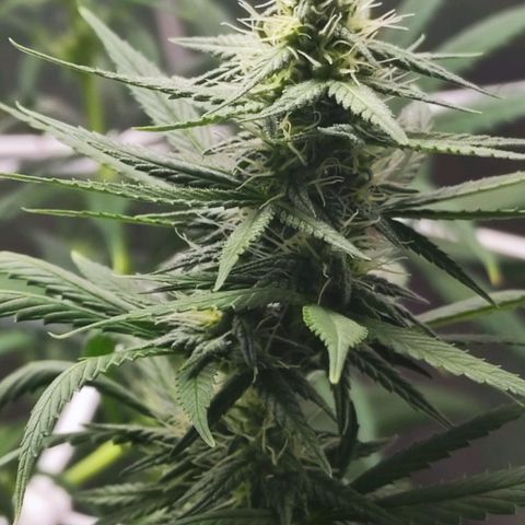 Bubblegummer  growlog timeline photo