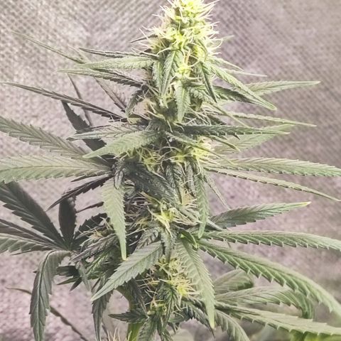 Bubblegummer  growlog timeline photo