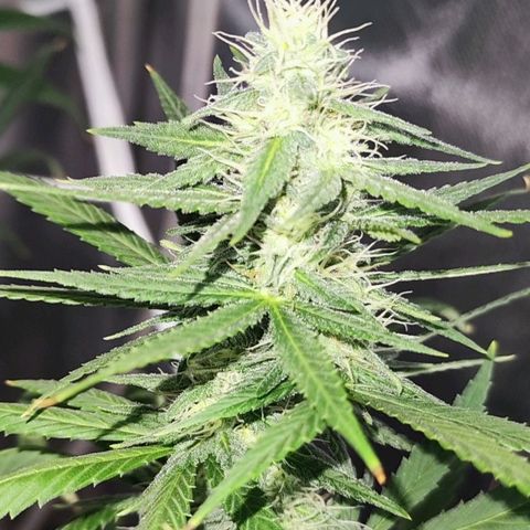 Bubblegummer  growlog timeline photo