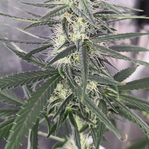 Bubblegummer  growlog timeline photo
