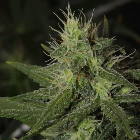 Bubblegummer  growlog timeline photo