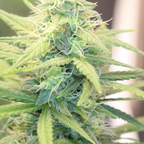Bubblegummer  growlog timeline photo