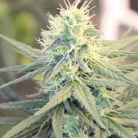 Bubblegummer  growlog timeline photo