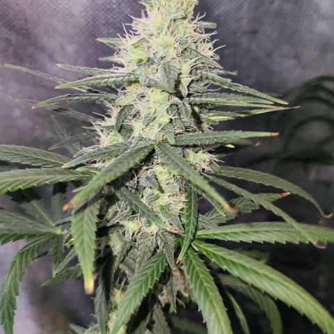 Bubblegummer  growlog timeline photo