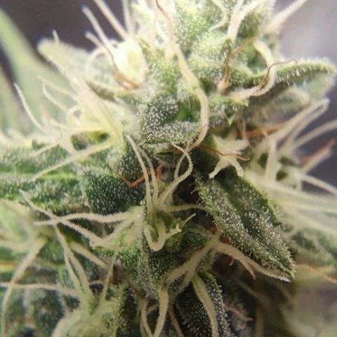Bubblegummer  growlog timeline photo