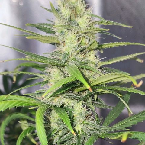 Bubblegummer  growlog timeline photo