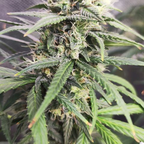 Bubblegummer  growlog timeline photo