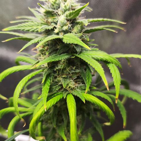 Bubblegummer  growlog timeline photo