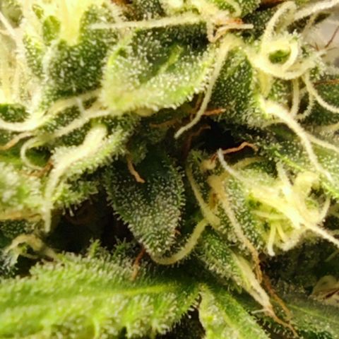 Bubblegummer  growlog timeline photo