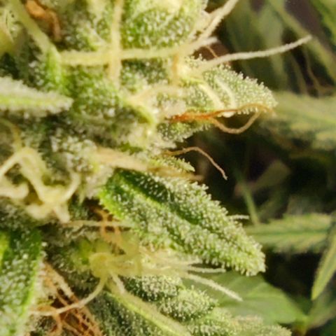 Bubblegummer  growlog timeline photo