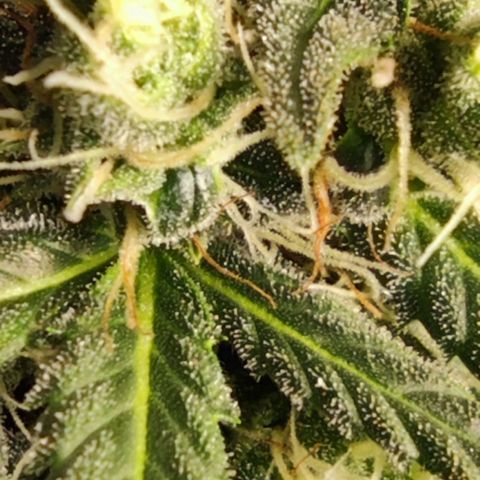 Bubblegummer  growlog timeline photo