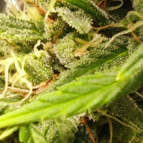 Bubblegummer  growlog timeline photo