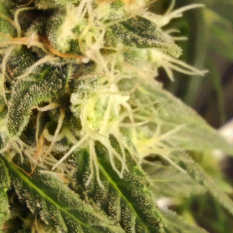 Bubblegummer  growlog timeline photo