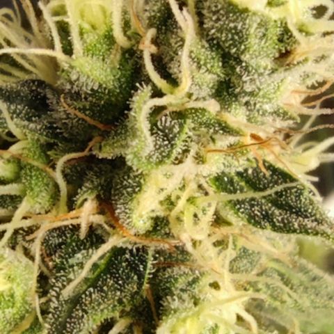 Bubblegummer  growlog timeline photo