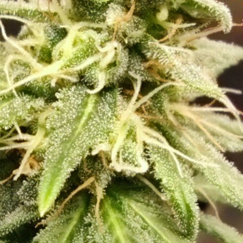 Bubblegummer  growlog timeline photo
