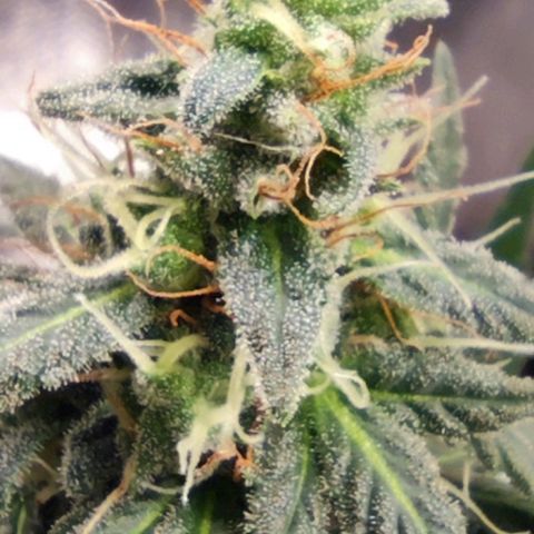 Bubblegummer  growlog timeline photo
