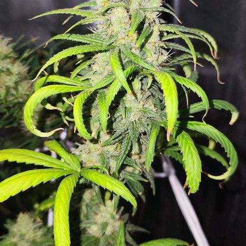 Bubblegummer  growlog timeline photo