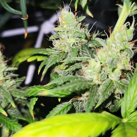 Bubblegummer  growlog timeline photo