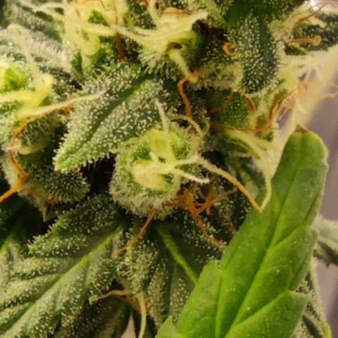 Bubblegummer  growlog timeline photo