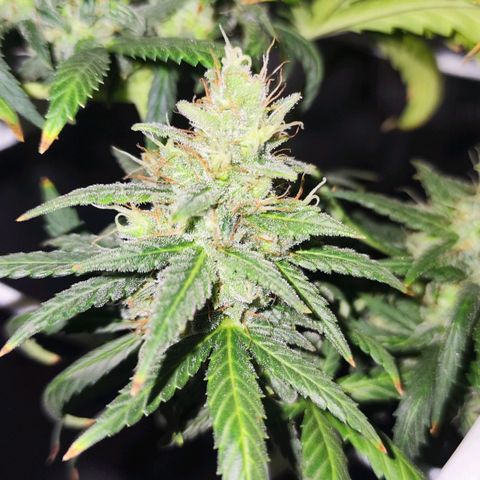 Bubblegummer  growlog timeline photo