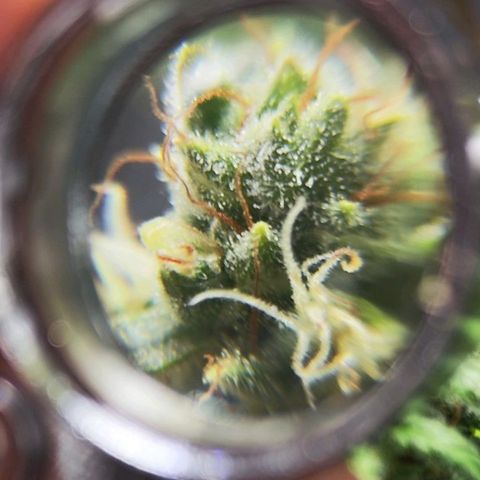 Bubblegummer  growlog timeline photo