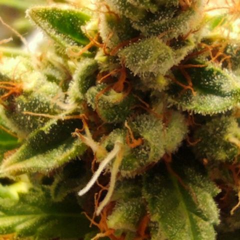 Bubblegummer  growlog timeline photo