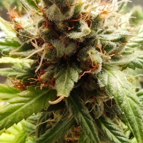 Bubblegummer  growlog timeline photo