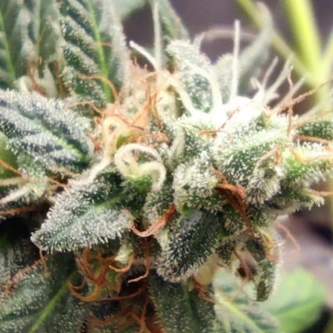 Bubblegummer  growlog timeline photo