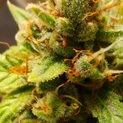 Bubblegummer  growlog timeline photo