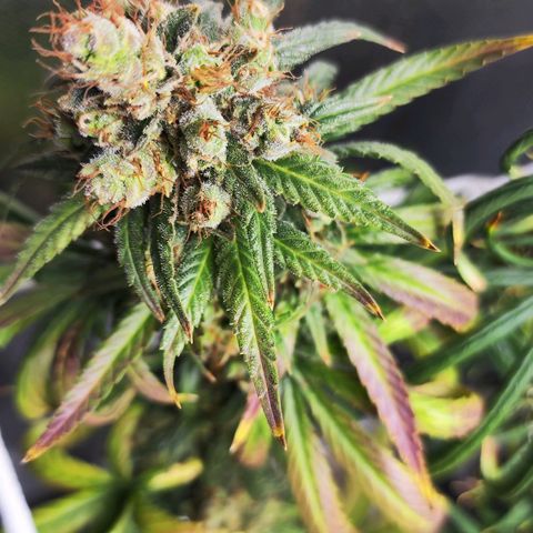 Bubblegummer  growlog timeline photo