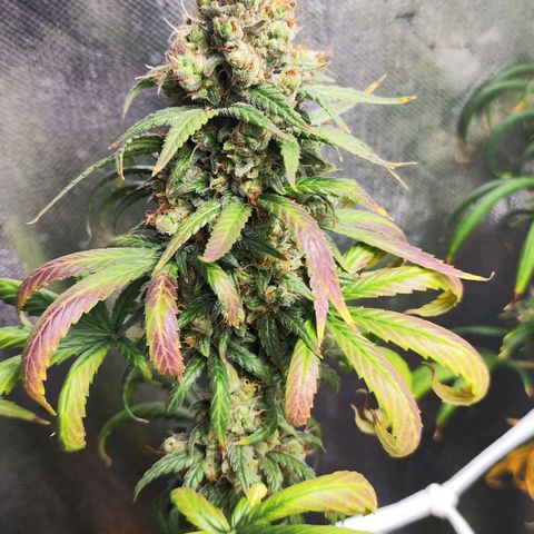 Bubblegummer  growlog timeline photo