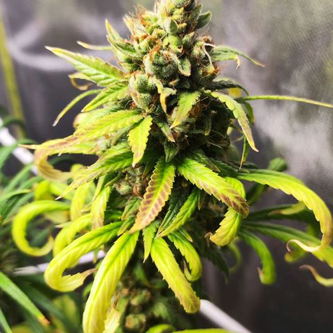 Bubblegummer  growlog timeline photo
