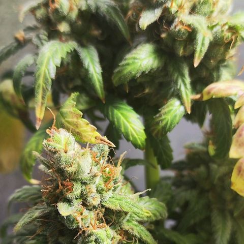 Bubblegummer  growlog timeline photo