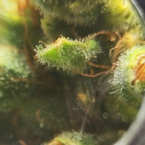 Bubblegummer  growlog timeline photo