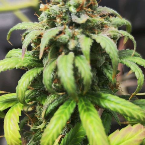 Bubblegummer  growlog timeline photo
