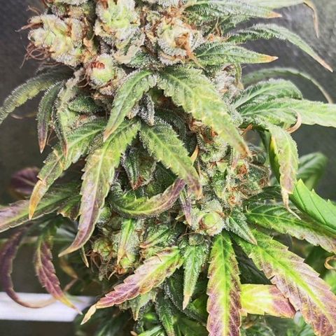 Bubblegummer  growlog timeline photo