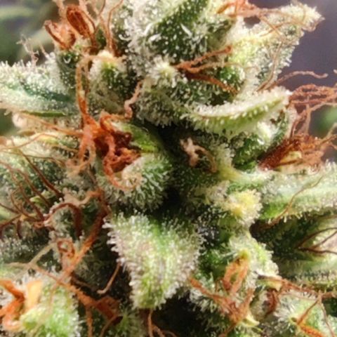 Bubblegummer  growlog timeline photo