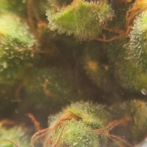 Bubblegummer  growlog timeline photo