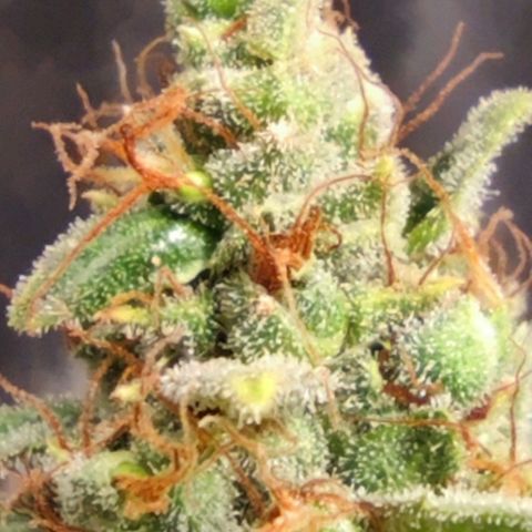 Bubblegummer  growlog timeline photo