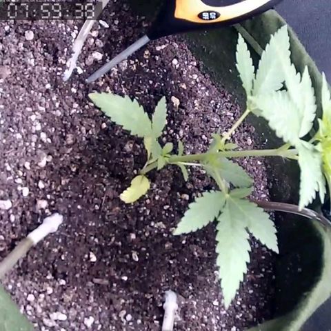Critical Kush BarneysFarm growlog timeline photo
