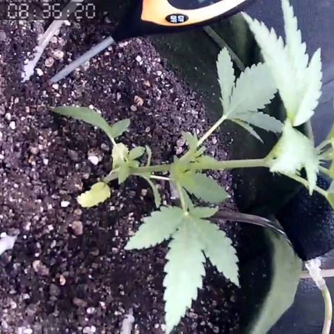 Critical Kush BarneysFarm growlog timeline photo